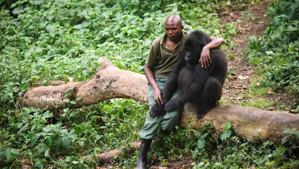 Un hombre consuela a un gorila después de que unos cazadores mataran a su madre 