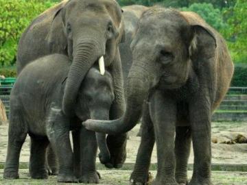 Nueva familia de elefantes en el Zoo de Madrid