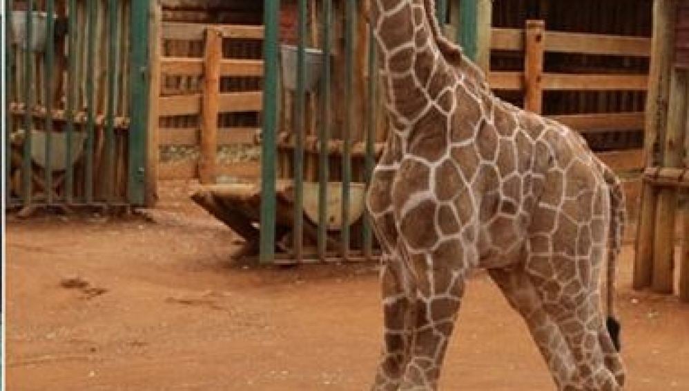 Encuentran a una jirafa recién nacida 