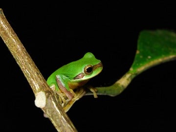 Rana arborícola japonesa Rana arborícola japonesa