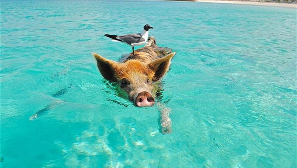 Pig Beach,una curiosa playa de las Bahamas 