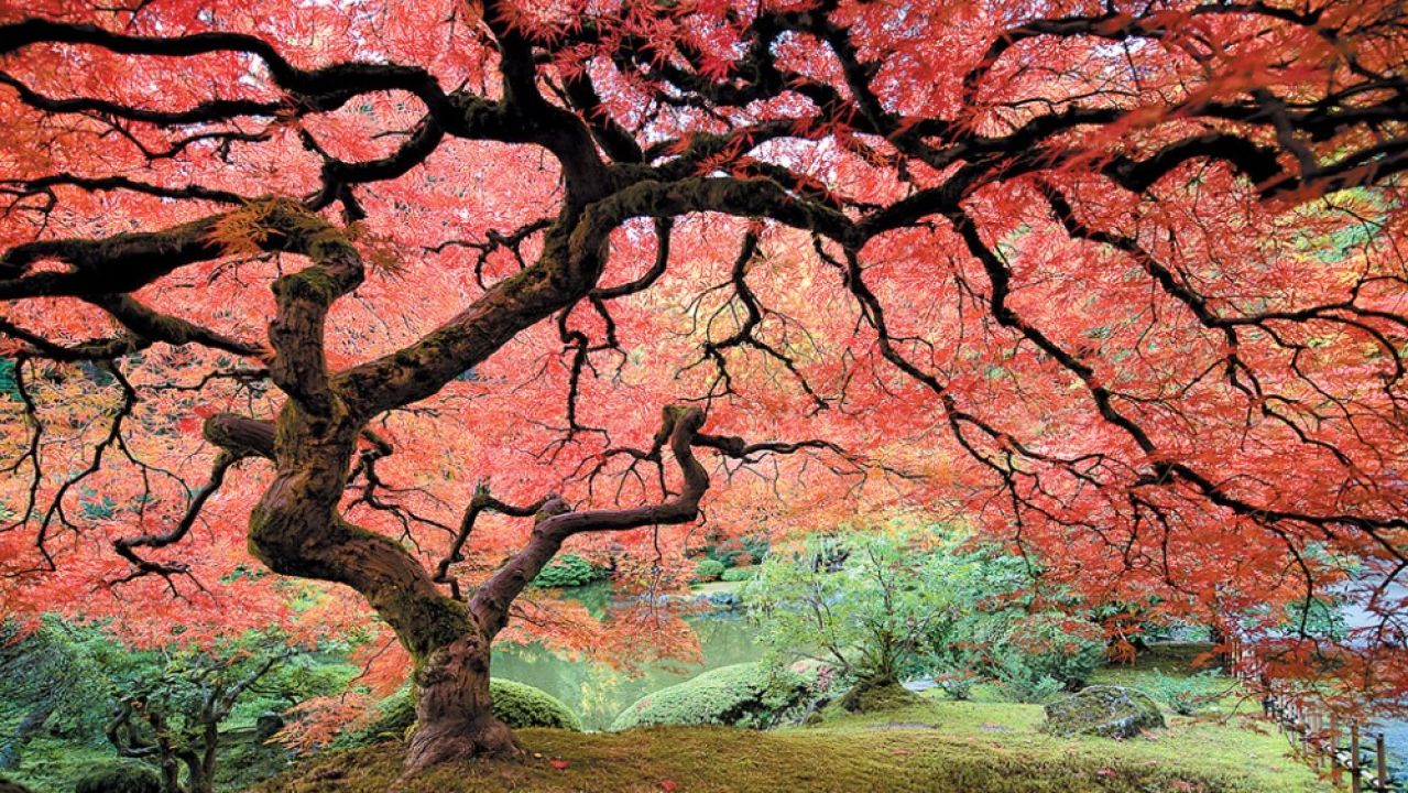 These trees. Японское дерево. Красивые японские деревья. Японские деревья большие. Японские кленовые деревья.