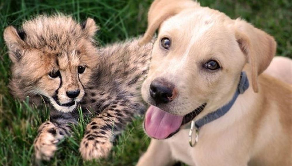 Entrañable amistad entre un guepardo y un perro callejero 