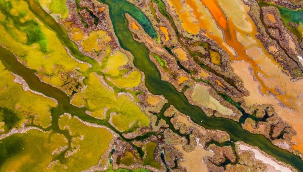 Art of algae