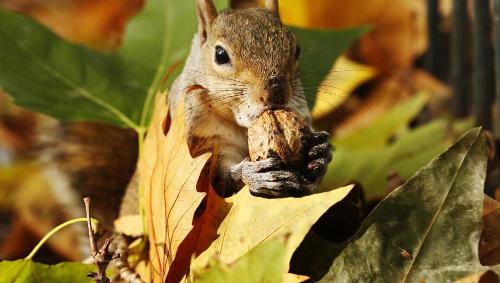 Las 10 imágenes del otoño