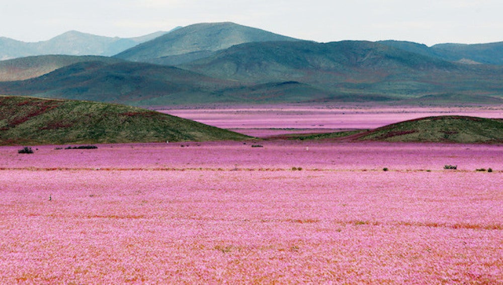 El desierto chileno de Atacama florece cubierto de rosa 