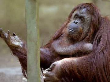 Un orangután ve reconocidos sus derechos como 'persona no humana'