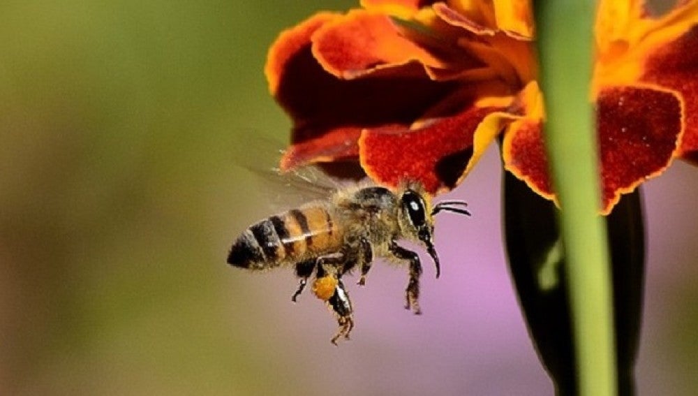 Utilizan veneno de abeja para llevar fármacos del cerebro 
