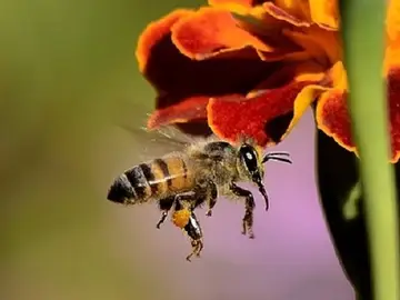 Utilizan veneno de abeja para llevar fármacos del cerebro Utilizan veneno de abeja para llevar fármacos del cerebro