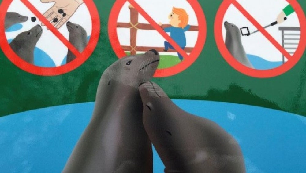 El zoo de Viena prohíbe el 'palo de selfie' en los recintos de focas y pingüinos
