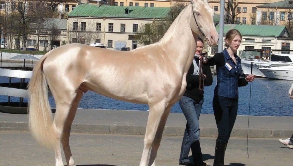 Descubrimos al caballo más bonito del mundo