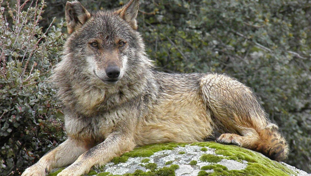 Organizan una marcha para proclamar el lobo ibérico especie protegida en  España | HAZTE ECO