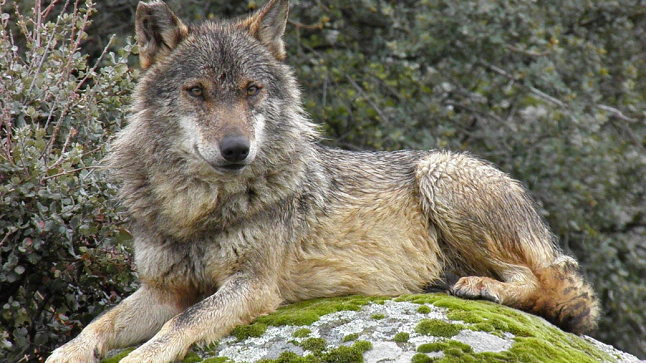 Жизнь серого волка. Волк canis Lupus. Лобо волк. «Серый волк» (Сары Буре). Кавказский горный волк.