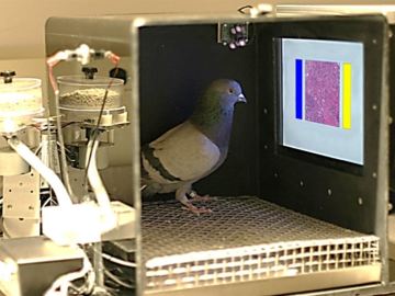Las palomas podrían tener la capacidad para distinguir tejido mamario canceroso