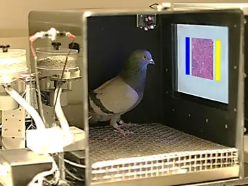 Las palomas podrían tener la capacidad para distinguir tejido mamario canceroso Las palomas podrían tener la capacidad para distinguir tejido mamario canceroso