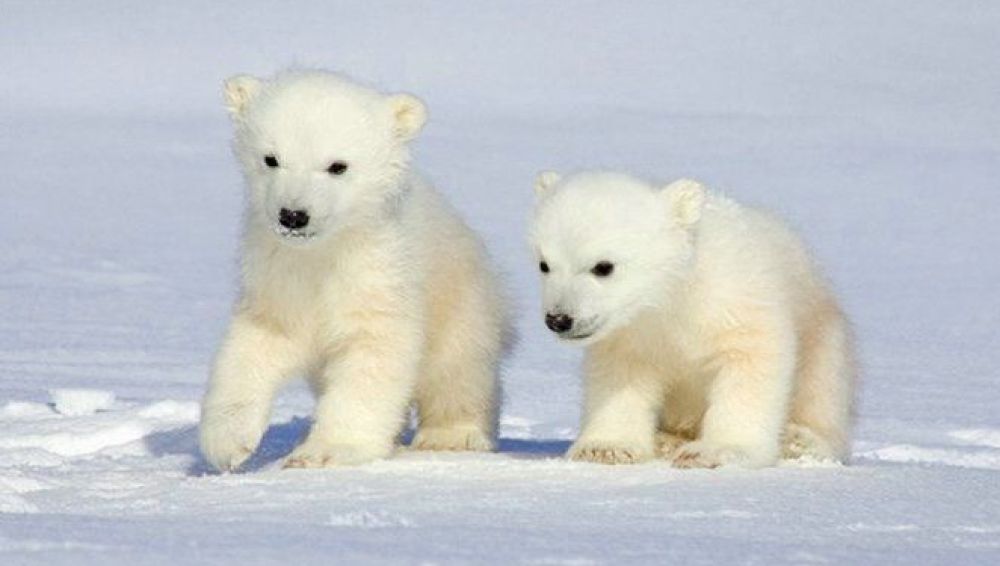 La supervivencia del oso polar en peligro por el cambio climático 