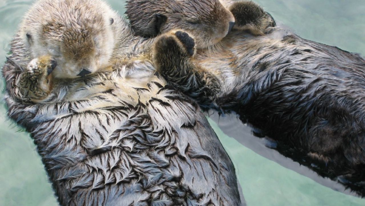 Algunas curiosidades sobre el sueño de los animales | HAZTE ECO Algunas curiosidades sobre el sueño de los animales | HAZTE ECO