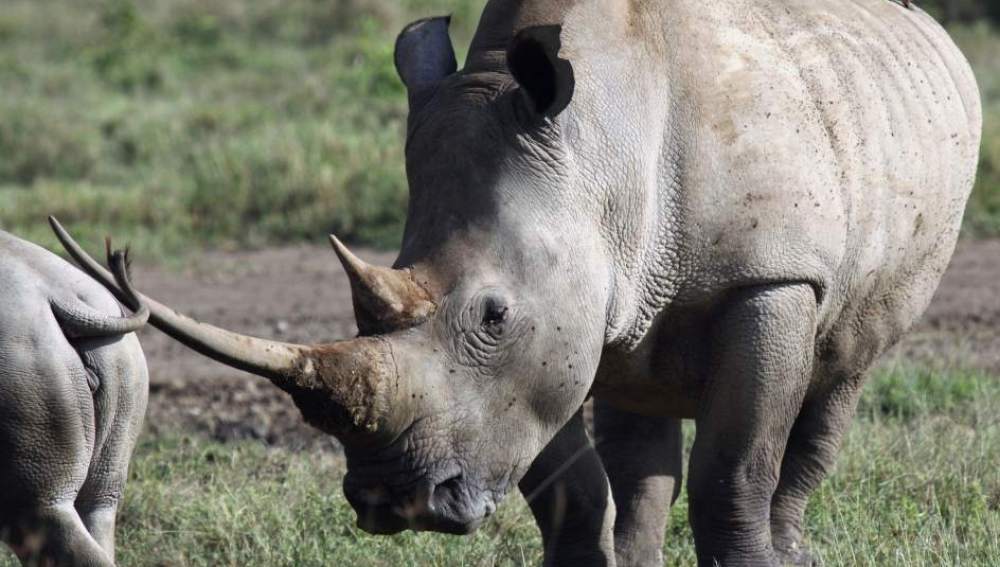 Muere un rinoceronte blanco, único ejemplar fuera de África, en un zoo de EEUU