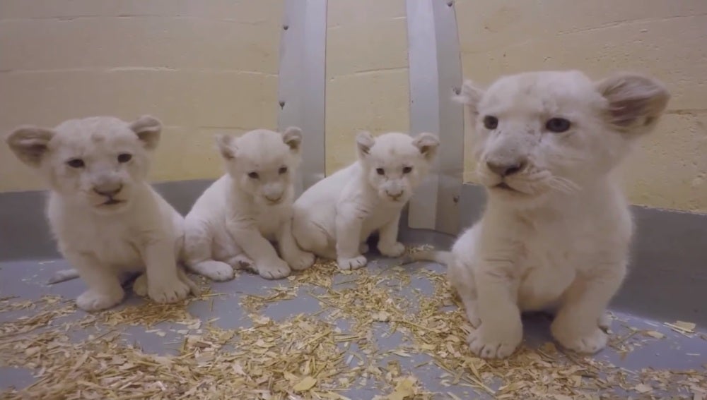 Cachorros de león blanco del zoo de Toronto