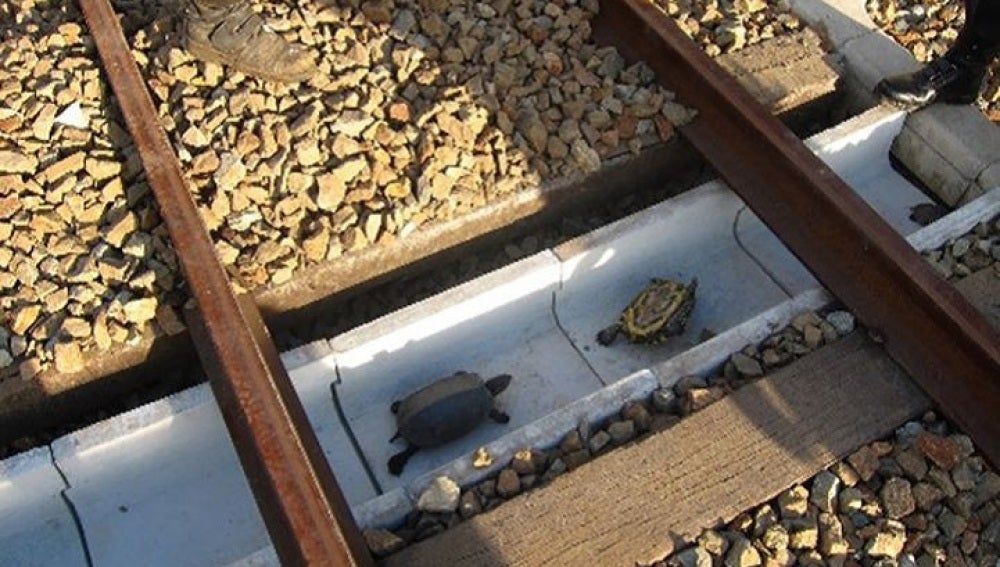 Construyen túneles para tortugas en las vías de trenes en Japón