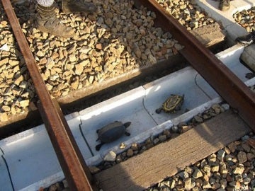 Construyen túneles para tortugas en las vías de trenes en Japón