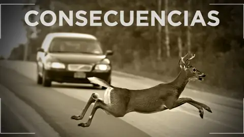 Consecuencias de los accidentes con animales Consecuencias de los accidentes con animales