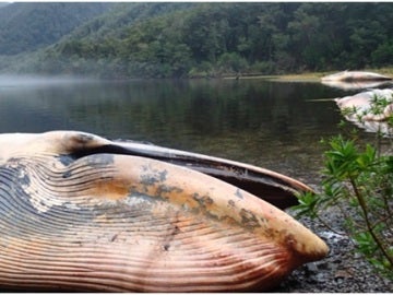 Muerte masiva de ballenas en Chile