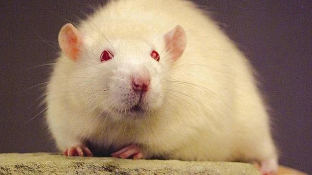¿Cuántos animales, utilizados para experimentos, se recuperan?