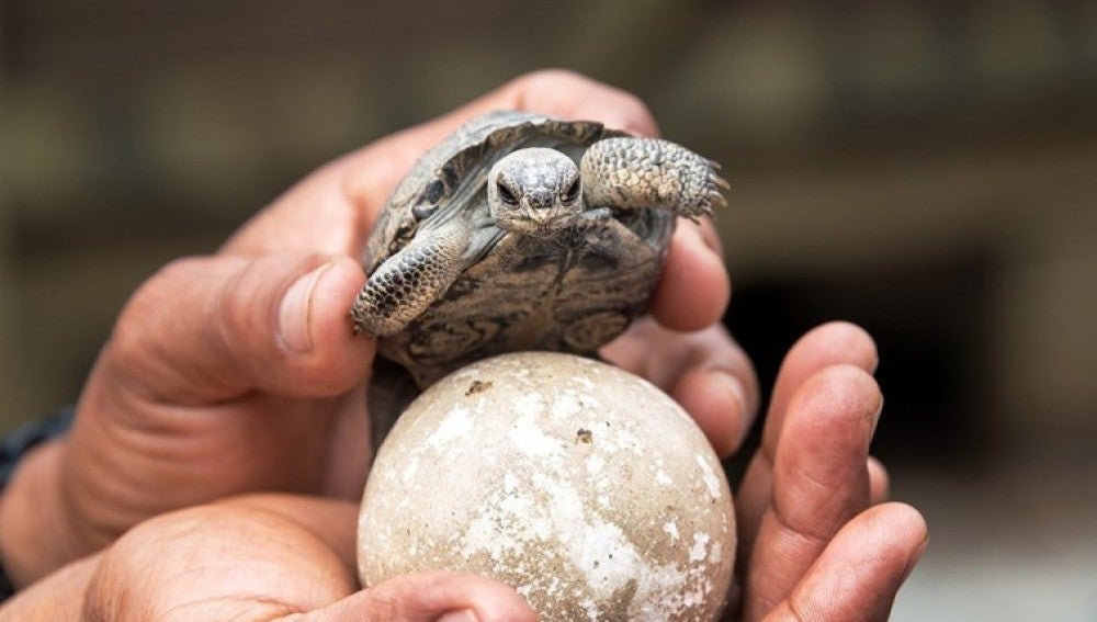 Nacen tortugas en las islas Galápagos después de 100 años