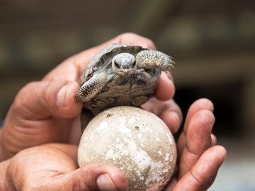 Nacen tortugas en las islas Galápagos después de 100 años Nacen tortugas en las islas Galápagos después de 100 años