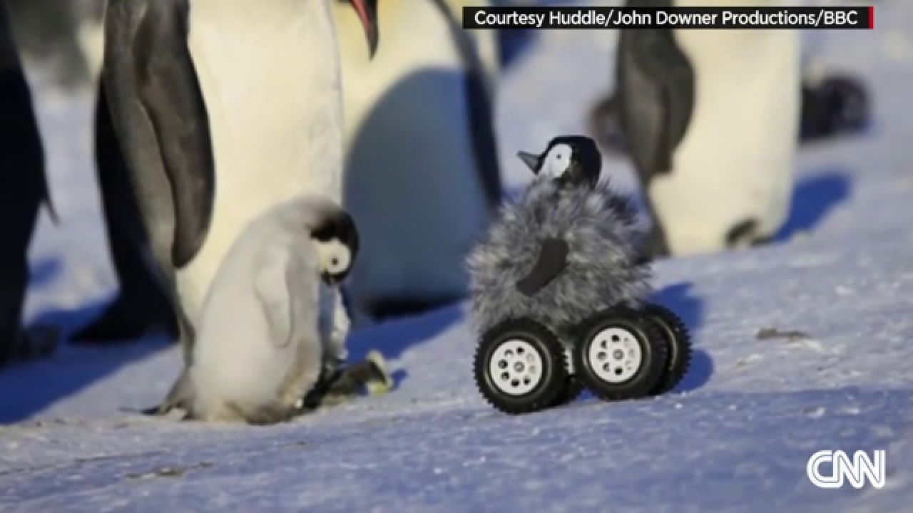Polo hecho Panda Un pingüino robot se infiltra en una colonia y graba cómo viven estos  animales | HAZTE ECO