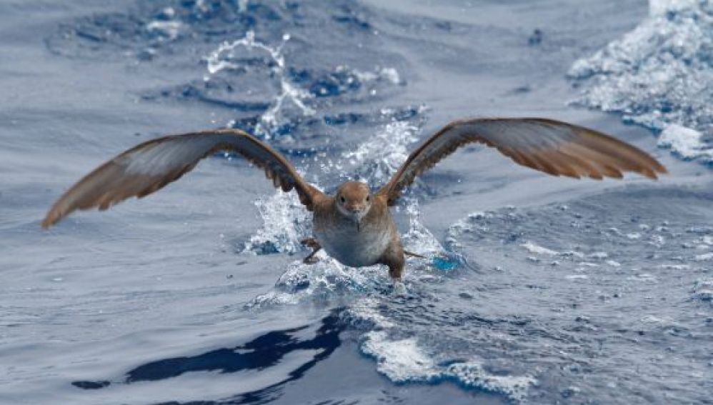 Desarrollan tecnología móvil para seguir los patrones de vuelo de aves marinas