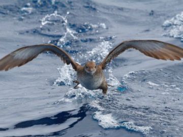 Desarrollan tecnología móvil para seguir los patrones de vuelo de aves marinas Desarrollan tecnología móvil para seguir los patrones de vuelo de aves marinas