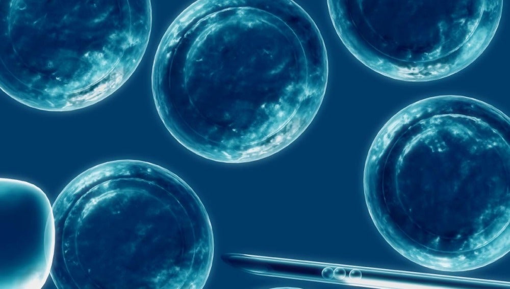 Las células madre podrían utilizarse en la medicina  regenerativa