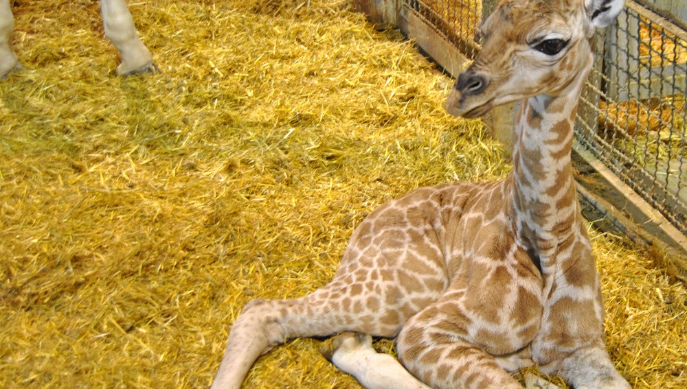 Nace en Valencia una jirafa de una de las subespecies más amenazadas
