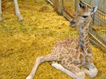 Nace en Valencia una jirafa de una de las subespecies más amenazadas