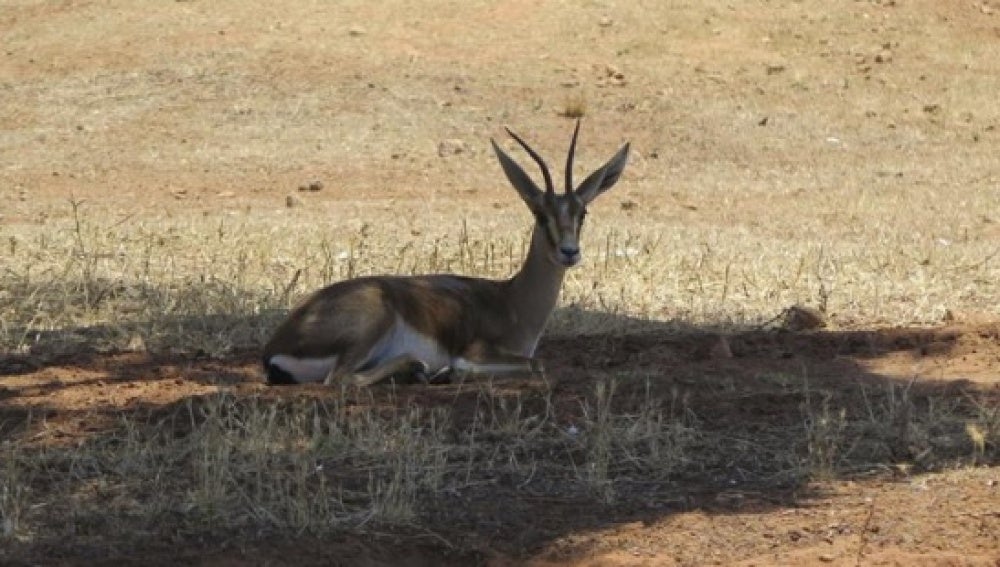 Marruecos reintroduce 120 gacelas a su hábitat natural