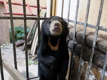 Campañas de concienciación alertan del comercio con las bilis de osos en las granjas de Vietnam 