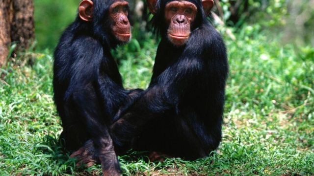 Amistad entre chimpancés