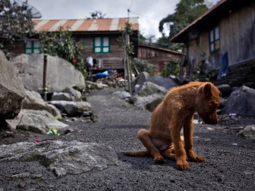 Las personas con problemas económicos se ven en la obligación de dejar a sus mascotas en refugios