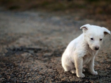 El abandono de animales, la otra cara de la festividad de San Antón 