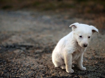 Imagen de un perro