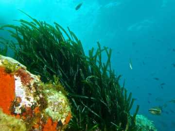 Ecosistema del Mediterráneo