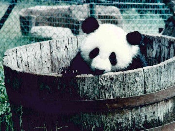 El oso panda Chu-Lin vivirá para siempre en el Museo Nacional de Ciencias Naturales de Madrid 