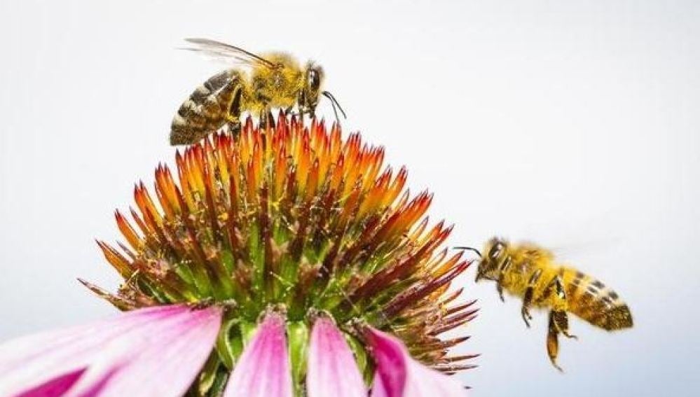 Greenepace lanza una campaña de firmas para salvar a las abejas 