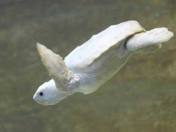 Nace una tortuga albina en una playa de Australia