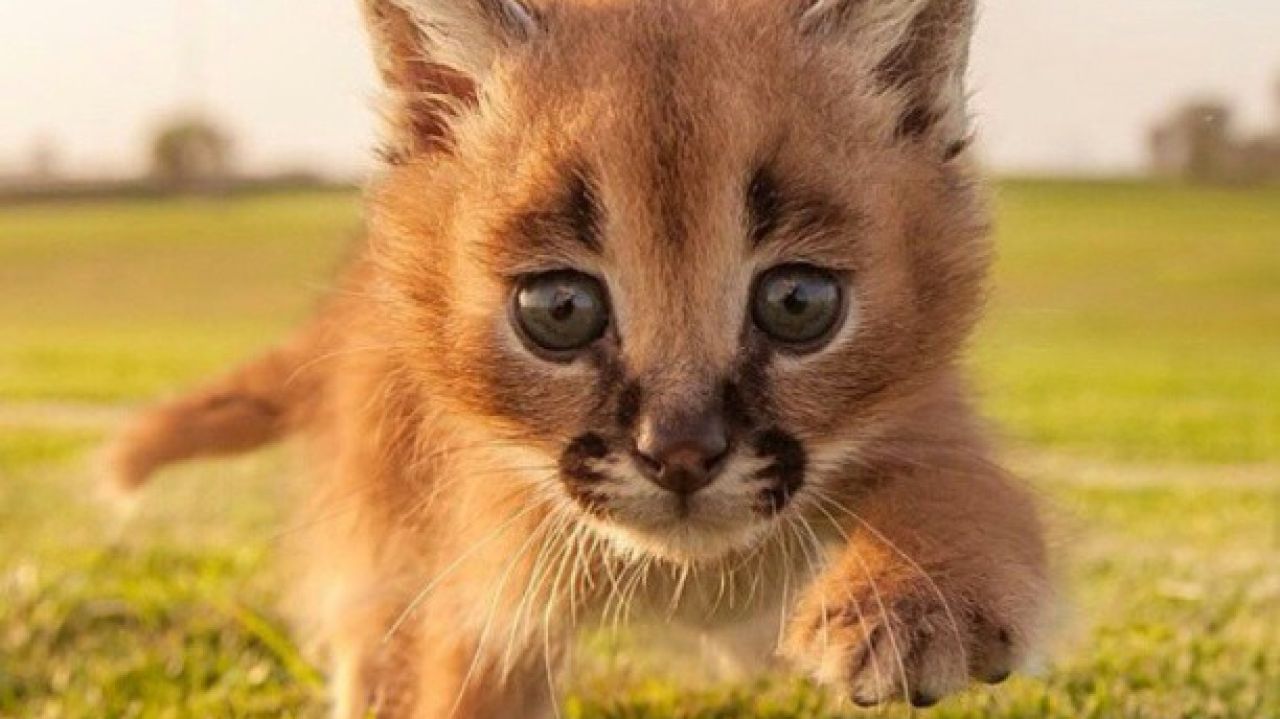 Así es vivir con un gato caracal salvaje