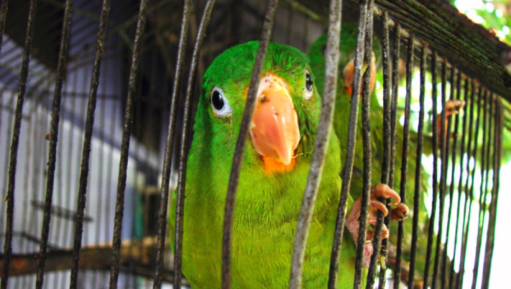 Costa Rica lanza una campaña contra el cautiverio y la caza de animales silvestres