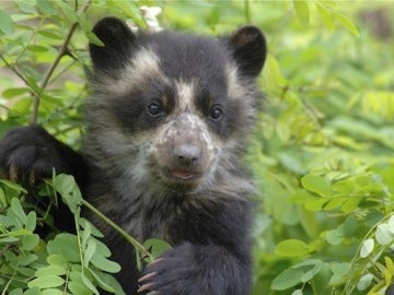 Los Parques Naturales Nacionales de Colombia promueven una campaña para proteger a los osos 