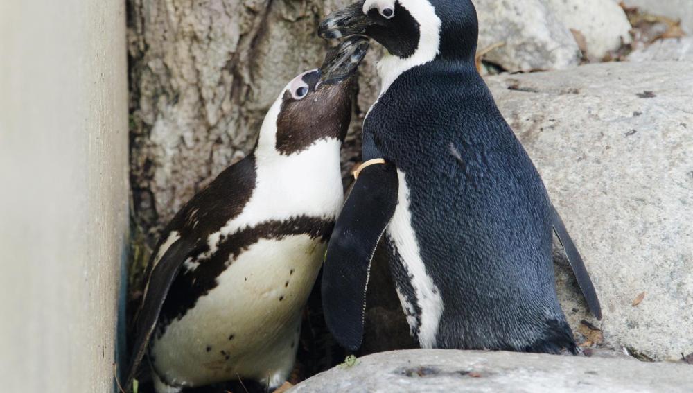 El pingüino africano, un animal en peligro de extinción 